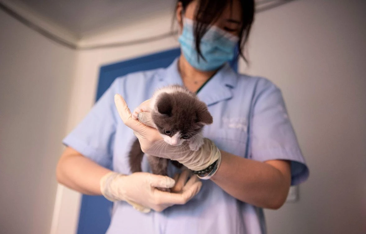 Copy cat: Chinese firm creates first cloned kitten