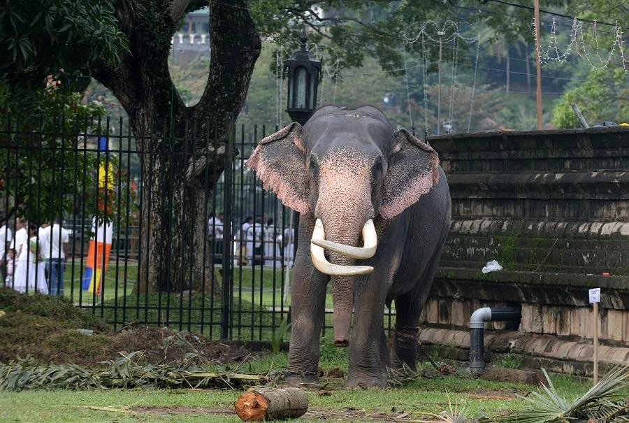 The elephant forced terrified people to scatter, some of whom ran into an elephant walking at the front of the procession. (File/AFP)