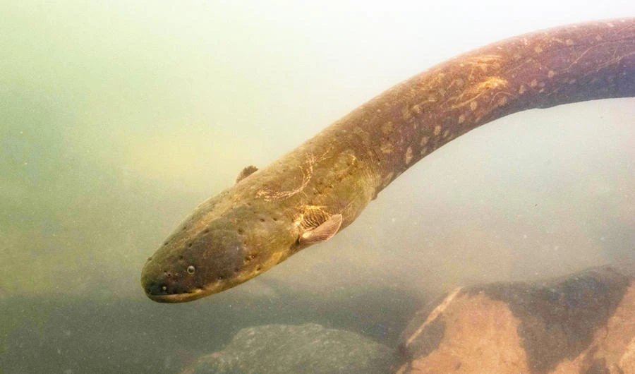 A shocking find: new high-voltage electric eels revealed