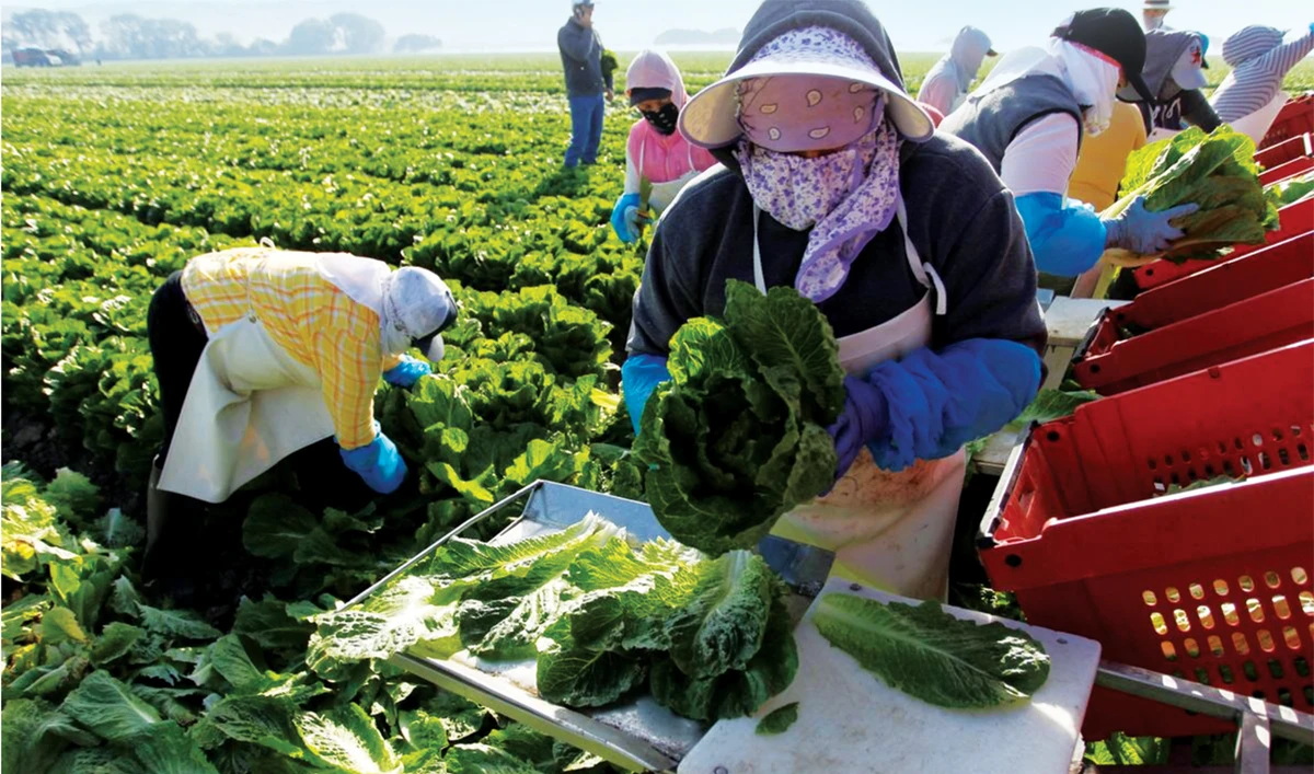 Renewed Chinese interest in the price of US agricultural goods is seen as a sign of a potential de-escalation of the bitter trade war. (Reuters)