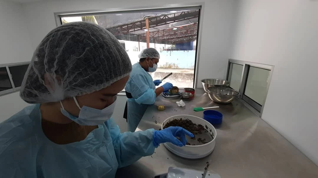 A Malaysian fish farming business is hoping to dip into the multibillion-dollar global market for caviar after accidentally stumbling into producing the gourmet delicacy. (Photo: Supplied)
