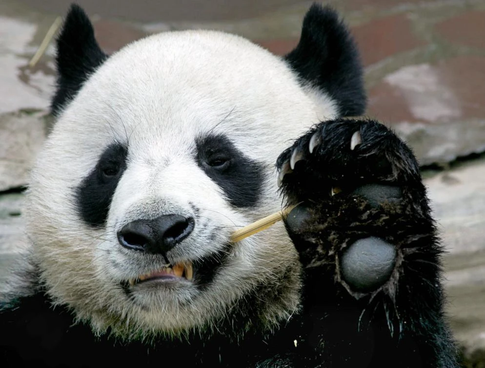 Popular panda on loan from China dies in Thai zoo