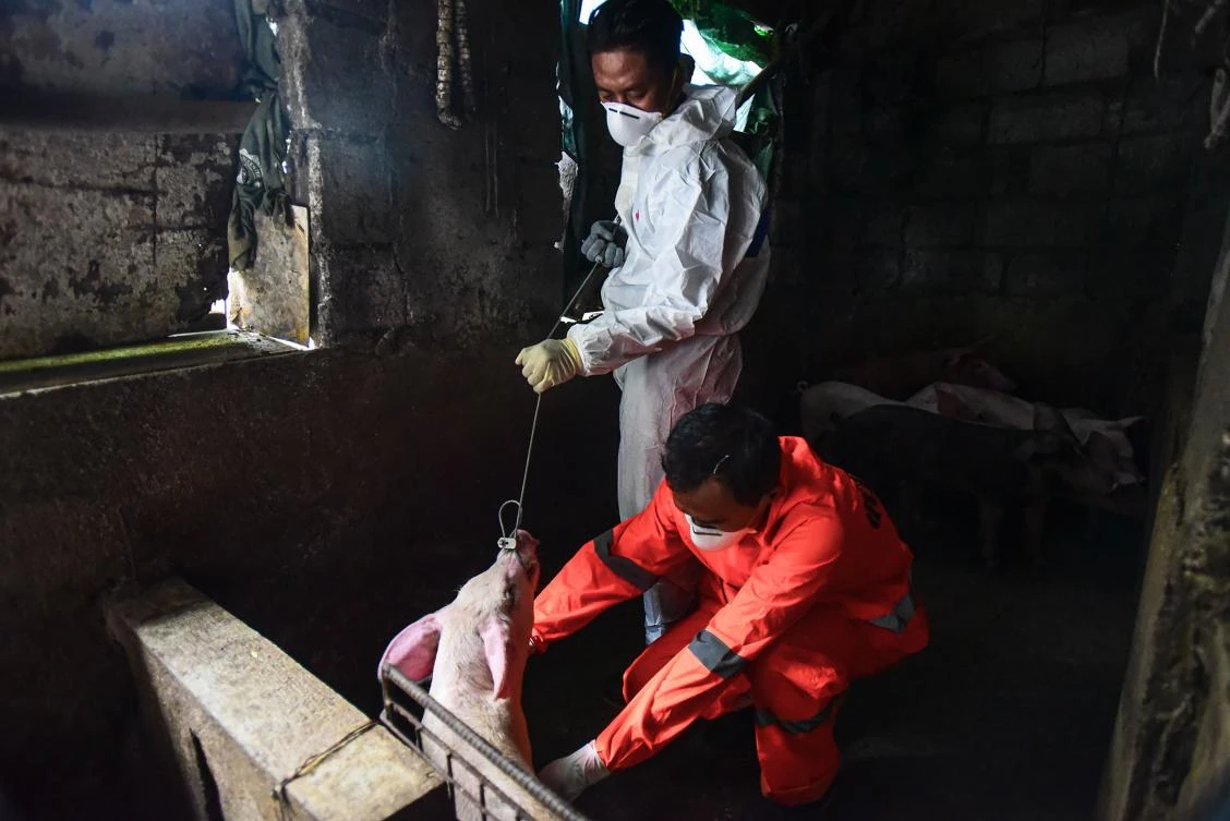 Philippines reports more African swine fever outbreaks