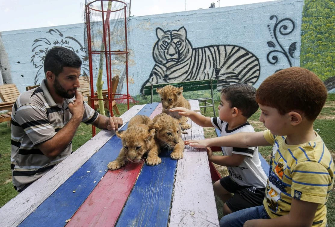 Owners of the Rafah Zoo in the southern Gaza Strip say they struggle to find enough money to feed the animals. (AFP)