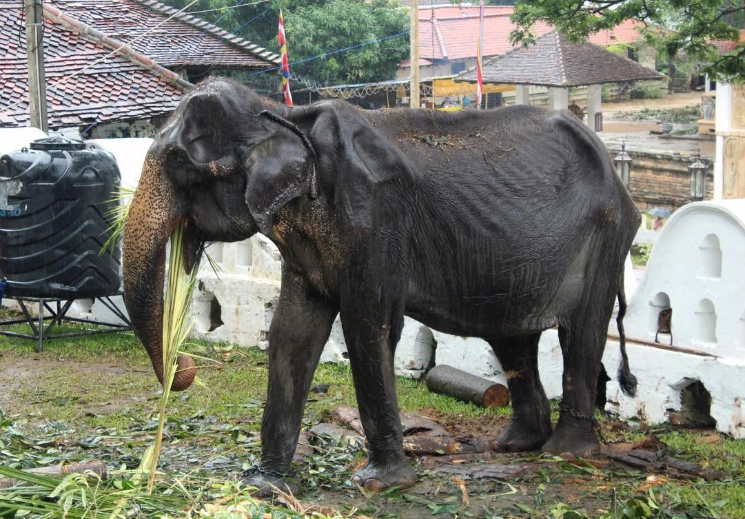 A 70-year-old Sri Lankan elephant named Tikiri, whose emaciated state prompted an outcry in August after she was made to march in a Buddhist parade and collapsed, sparking an investigation by wildlife authorities, has died. (AFP)