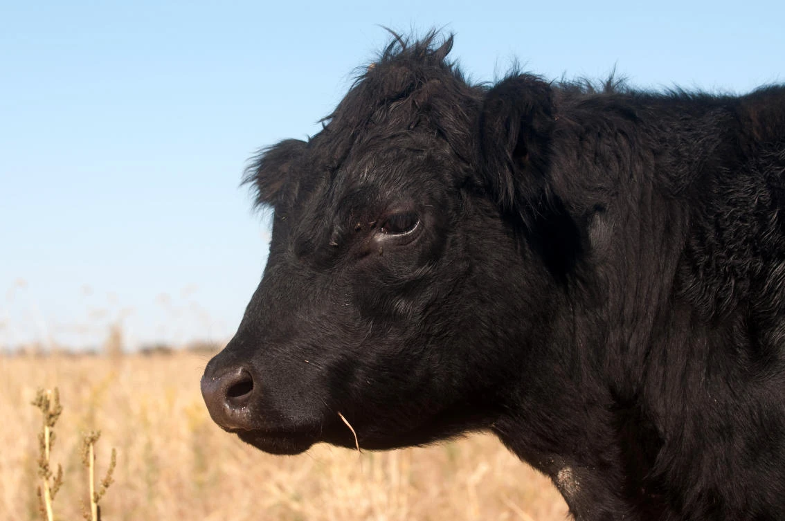 Exports of US beef to Japan are already high enough to be close to a “safeguard” level at which higher tariffs kick in. (File/Shutterstock)