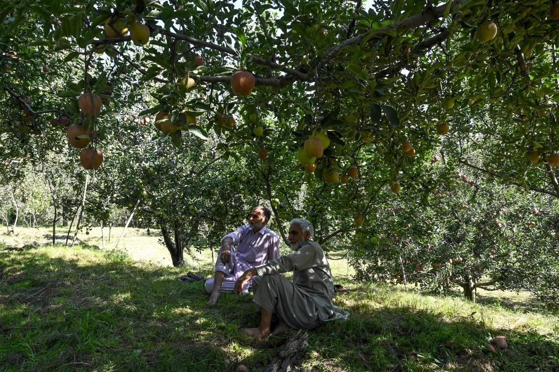 Farmers in Kashmir are deliberately leaving their apples to rot, undermining the restive territory’s most lucrative export as bitterness toward the Indian government grows. (AFP)