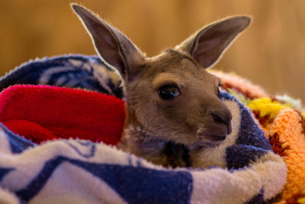 Australian teen ‘deliberately’ mowed down, killed 20 kangaroos