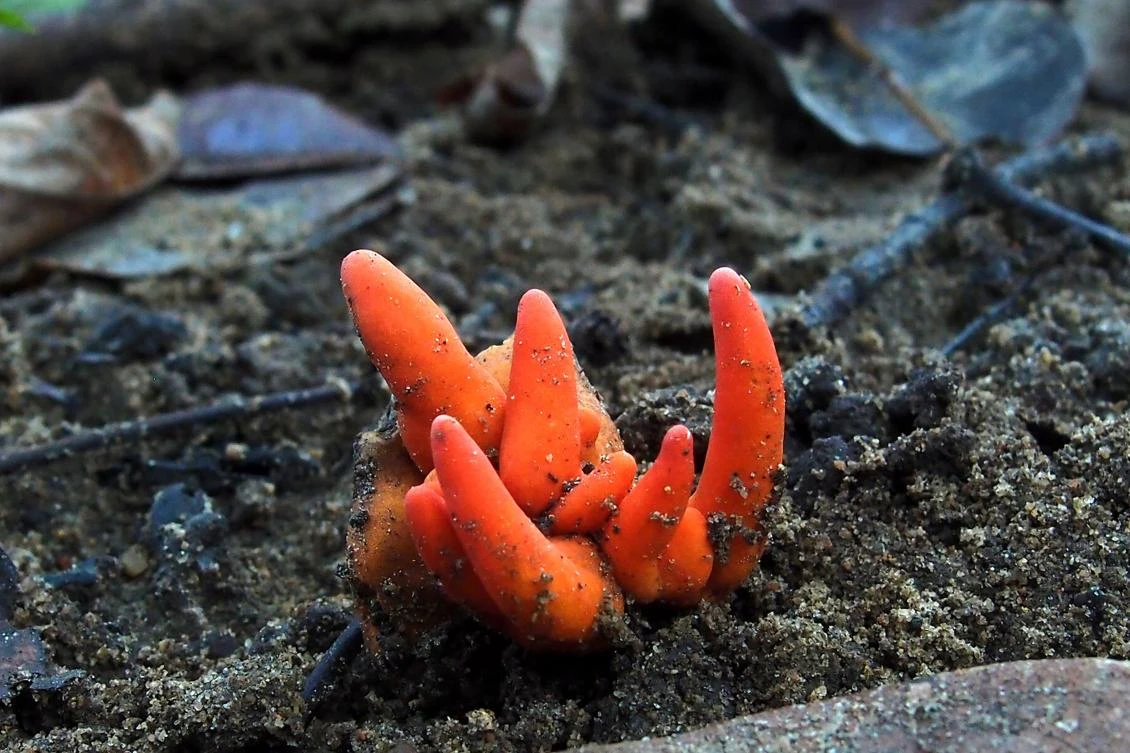 Scientists find toxic fungus near Australia’s Great Barrier Reef
