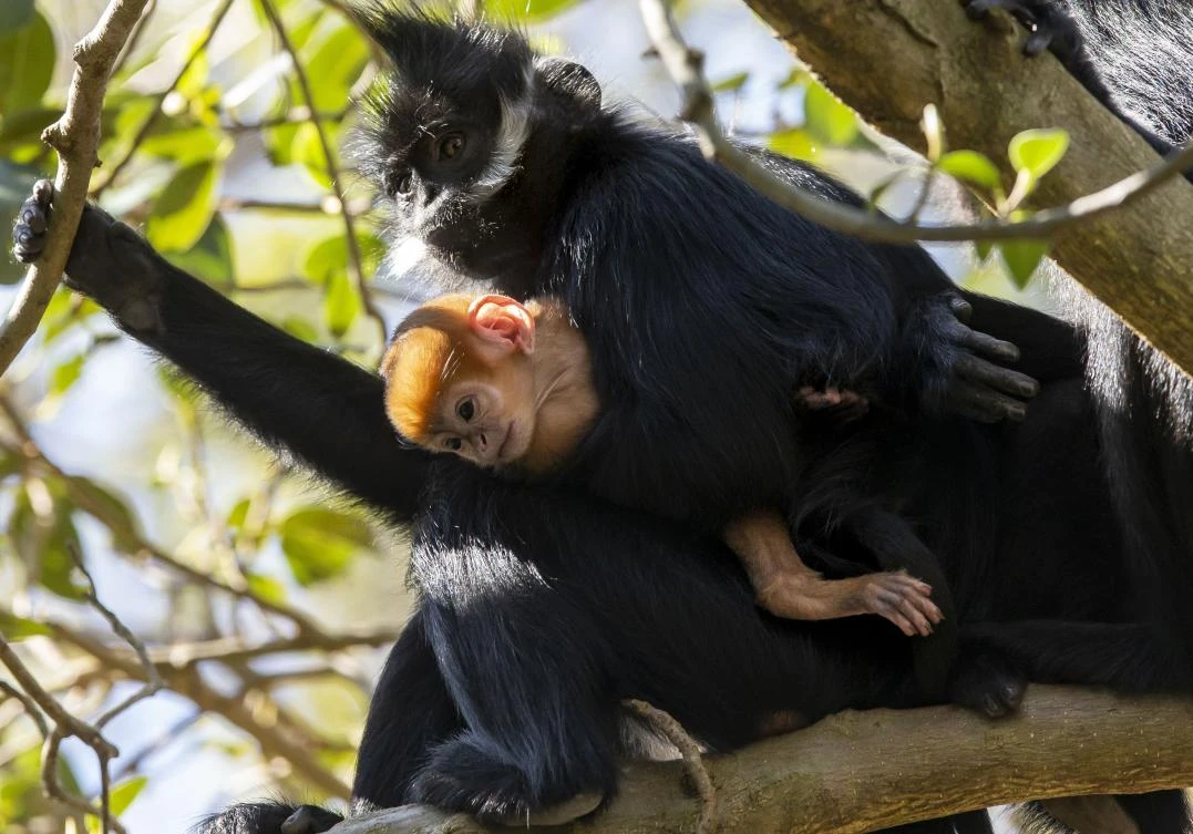 A newly-born male Francois’ Langur, one of the world’s rarest monkeys, stays close to his mother at the Taronga Zoo in Sydney. (Taronga Zoo/AFP)
