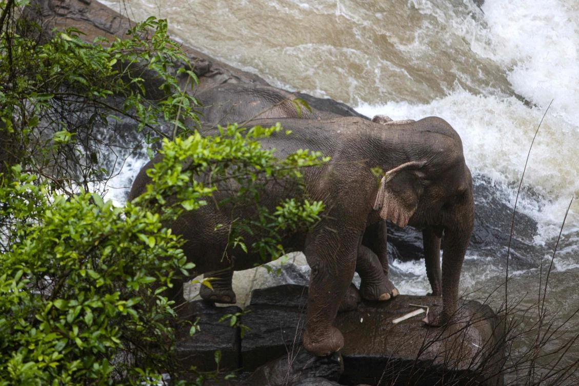 Six elephants die after falling into waterfall in Thailand