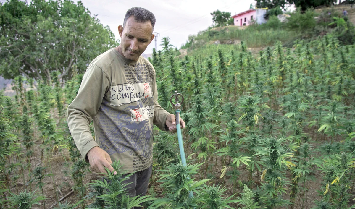 A villager works in a field of cannabis near the town of Ketama in Morocco. (AFP)