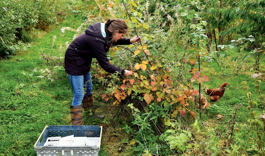 Organic farm co-manager Ellie Woodcock picks blackberries on a farm in East Sussex, which is run to strict biodynamic principles. (AFP)