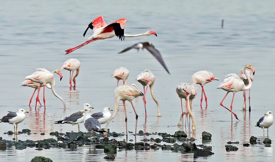 Flamingoes are pictured feeding off a beach north of Kuwait City on October 8, 2019. (AFP)