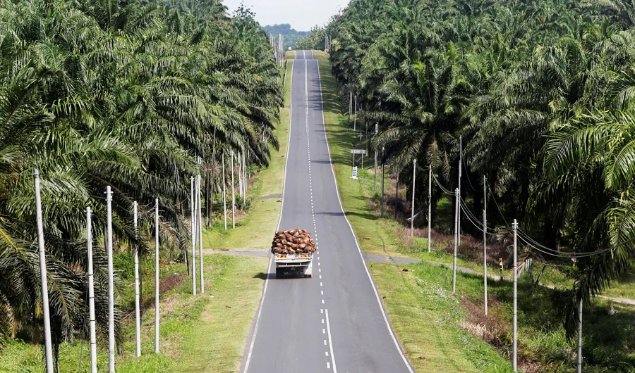 A truck carrying oil palm fruits passes through Felda Sahabat plantation in Lahad Datu in Malaysia's state of Sabah on Borneo island, February 20, 2013. (REUTERS)