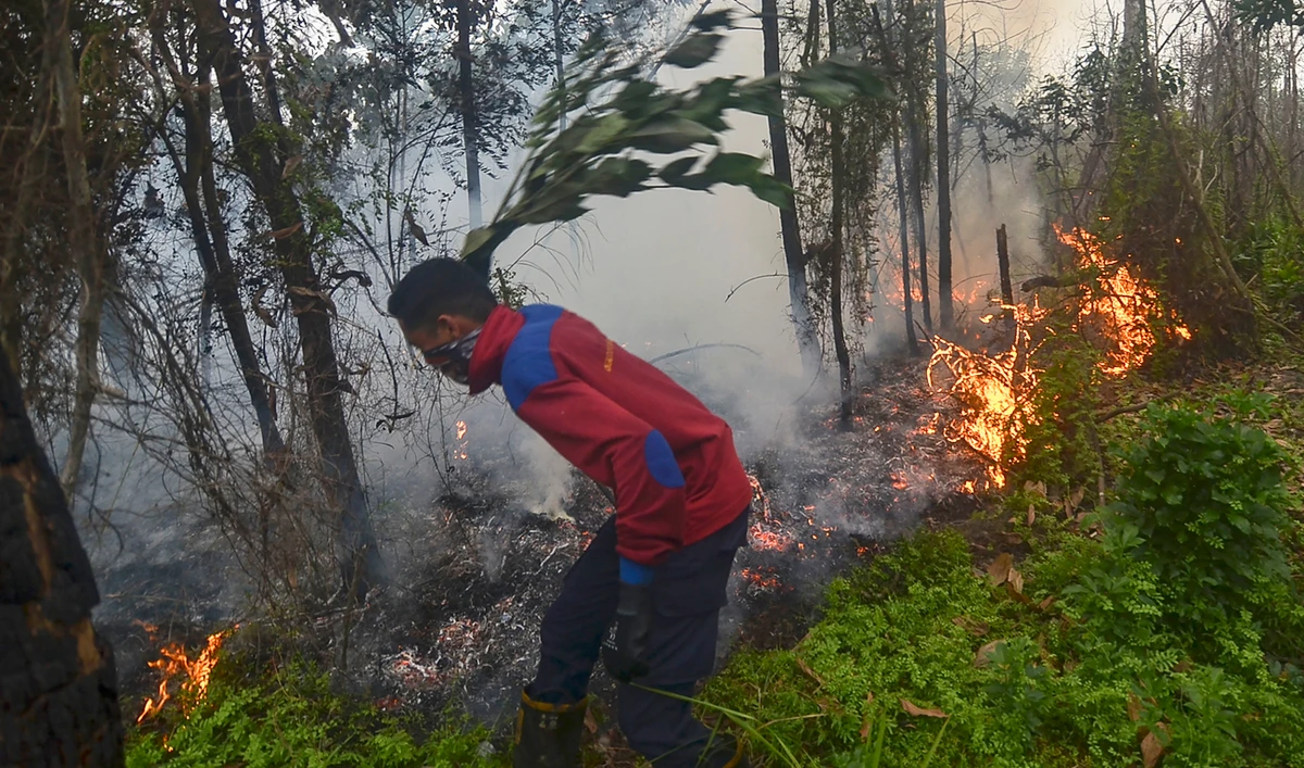 A man tries to put out a forest fire near his village in Pekanbaru, Riau. (AFP)