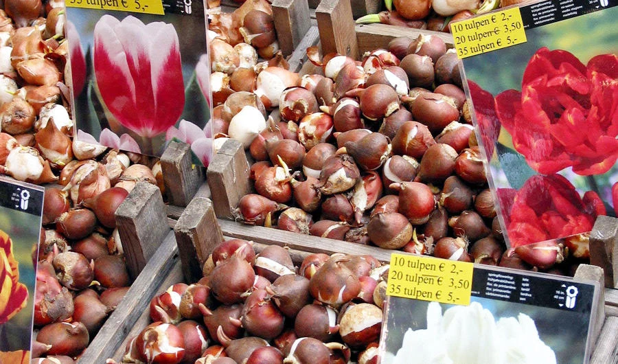 This file photo taken on March 6, 2003 shows bulbs at the flower market in Amsterdam. (AFP)