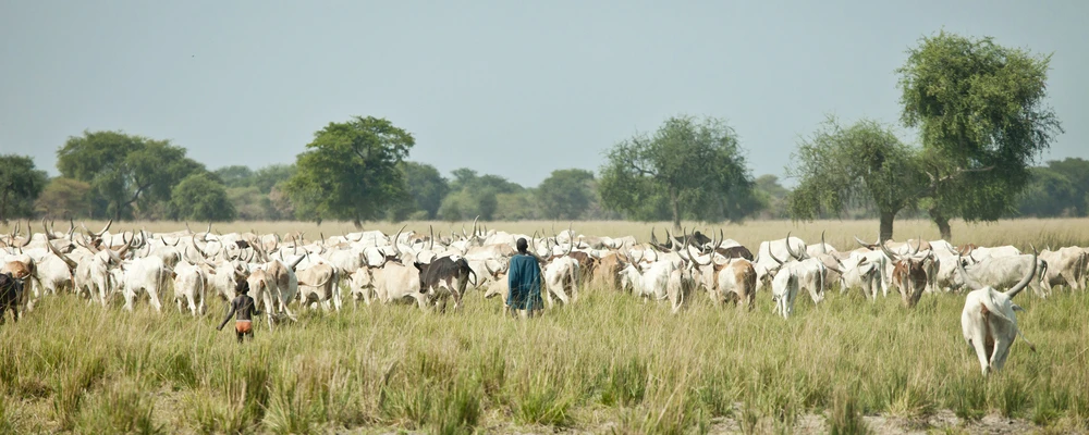 Saudi Arabia bans livestock imports from Sudan and Djibouti over RVF fears