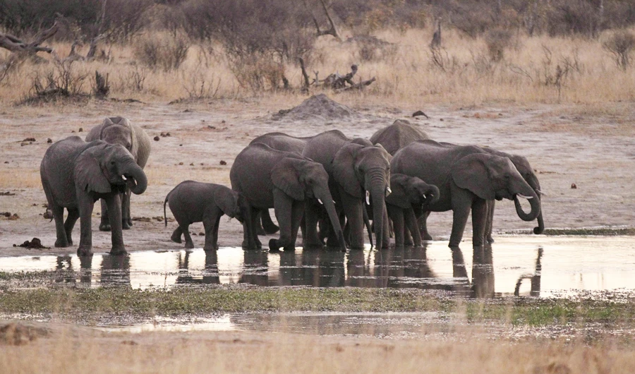 Dozens of elephants die in Zimbabwe drought