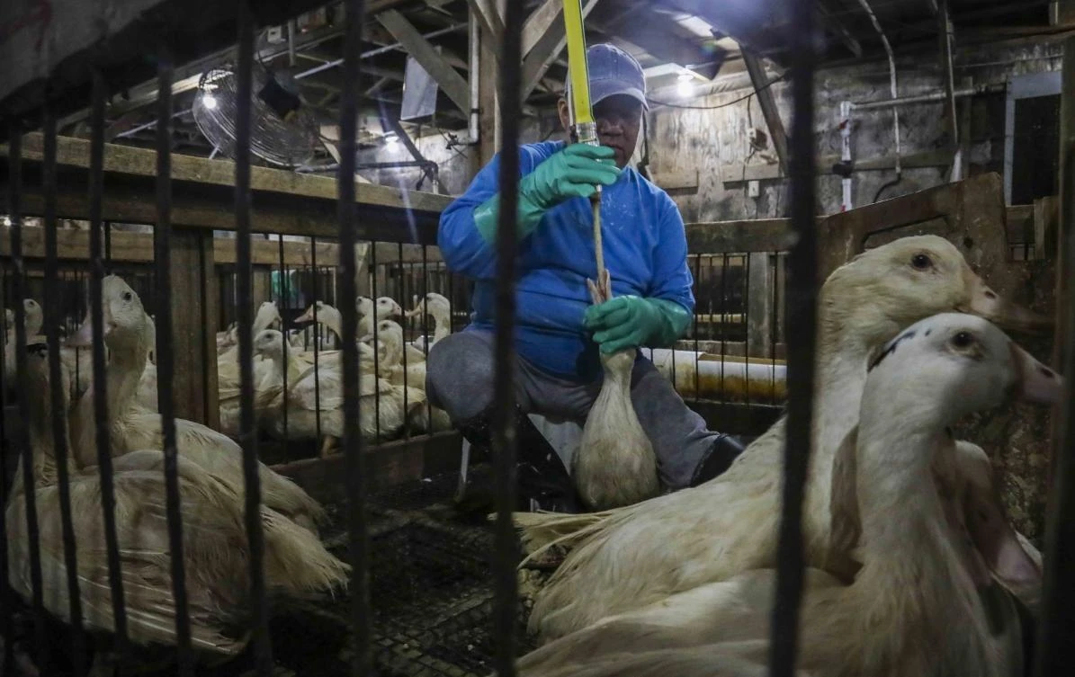 City council members on Wednesday, Oct. 30, are expected to pass a bill that bans the sale of fattened liver of a duck at restaurants, grocery stores or shops. (AP)