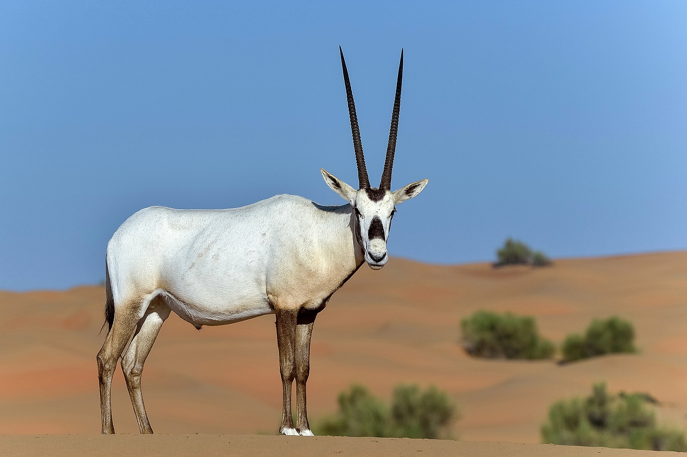 Bahrain