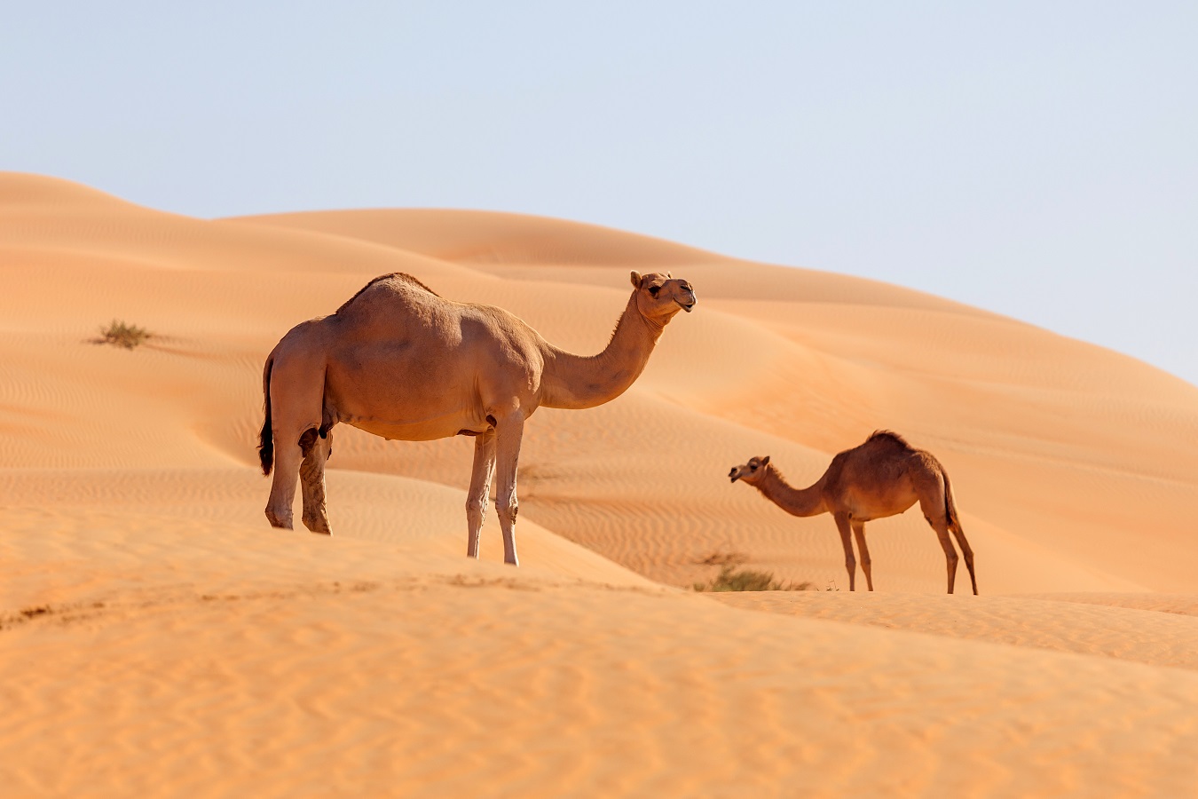 Kuwait