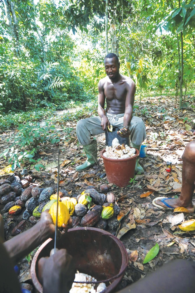 Ivory Coast and Ghana have initiated deals with chocolate makers, adding a ‘living income differential’ to prices. (Reuters)