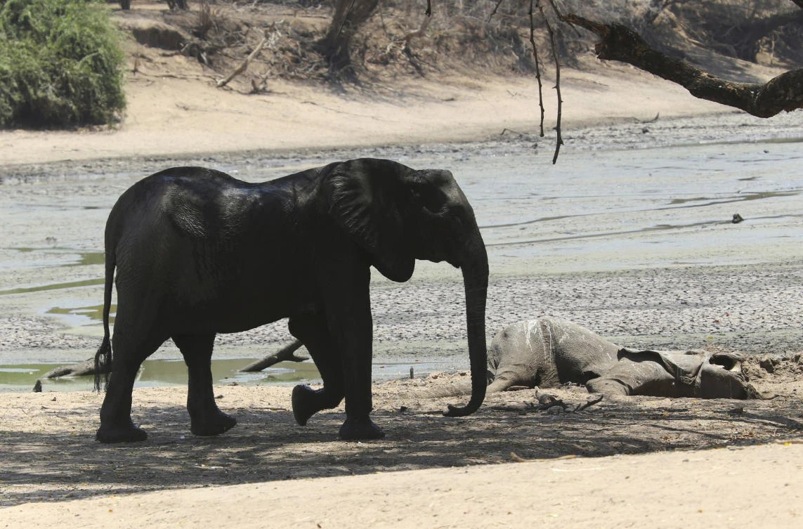 Zimbabwe’s severe drought killing elephants, other wildlife