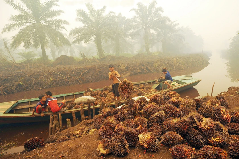 A worker unloads palm fruit at a palm oil plantation on Sumatra island. (Reuters)