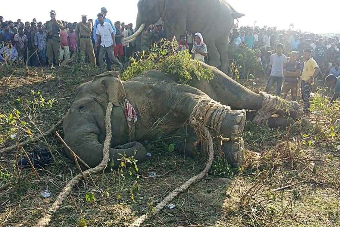 The rogue elephant lies on the ground, surrounded by villagers, after been tranquilized by wildlife rangers, in Western Assam’s Goalpara district. (AFP)