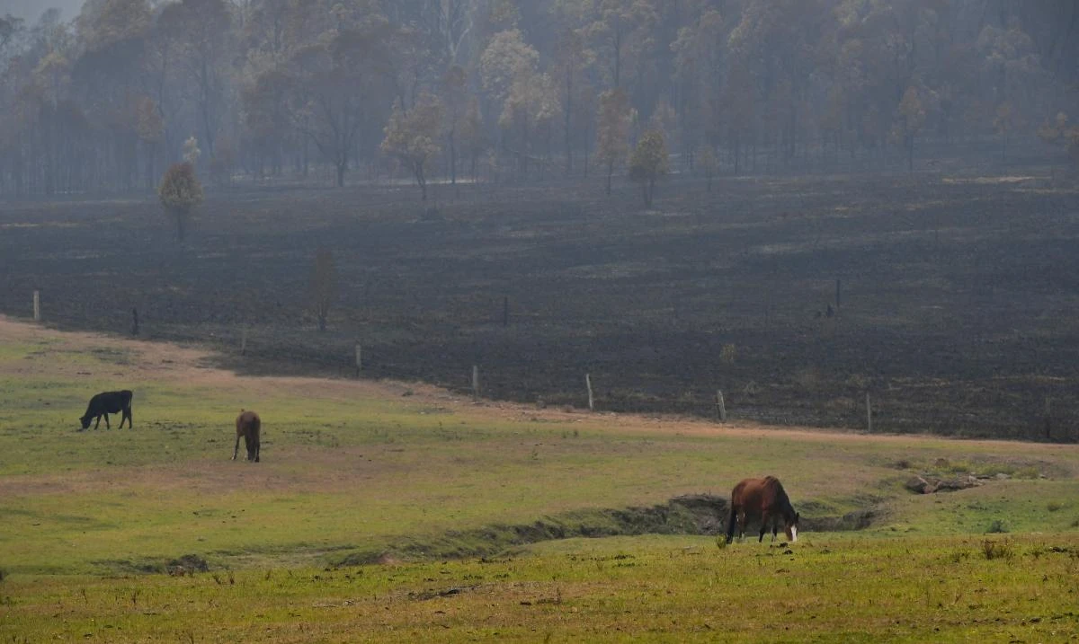 Horses graze after bushfires impacted houses and farmland near the small town of Glenreagh, some 600kms north of Sydney, on November 13, 2019. (File/AFP)
