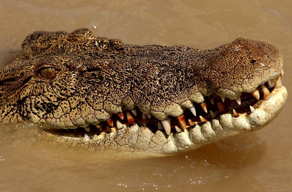 Australian man survives croc attack by gouging its eye