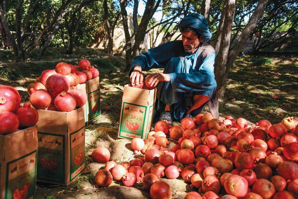 Afghan pomegranate growers squeezed as prices drop