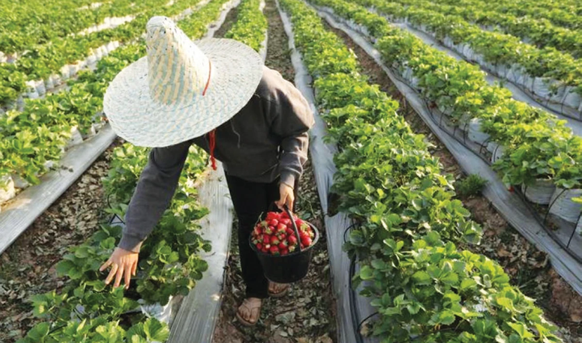 A woman collects strawberries at a farm in Thailand. (Reuters)