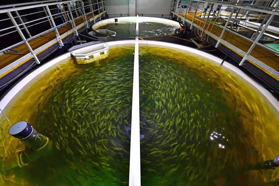 Salmon are raised in tanks at a Fish Farm facility in Dubai on October 15, 2019. From a control room in the middle of Dubai's desert, Norway's sunrises and sunsets and the cool currents of the Atlantic are recreated for the benefit of thousands of salmon raised in tanks despite searing conditions outside. (AFP)