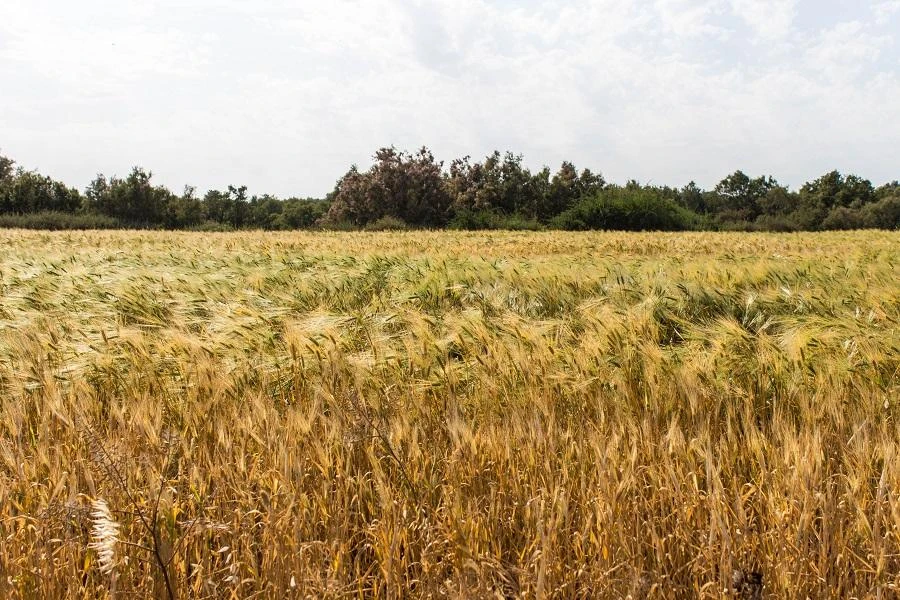 Hit by lower oil prices since 2014, Algeria is trying to reduce its wheat imports. (Shutterstock)