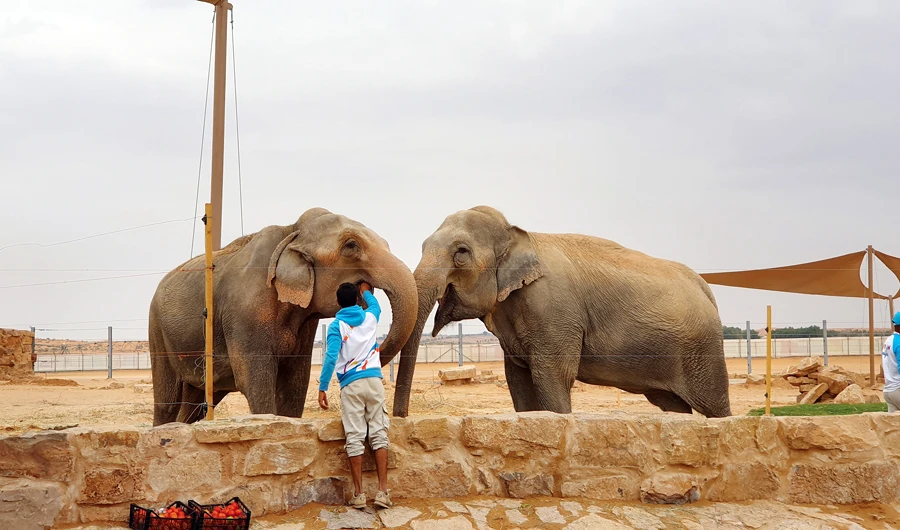 The initiative, whose aim is to attract animal enthusiasts from around the world, took seven months to come to fruition. The safaris will take place all year round rather than being limited to Riyadh Season. (Photo/Supplied)