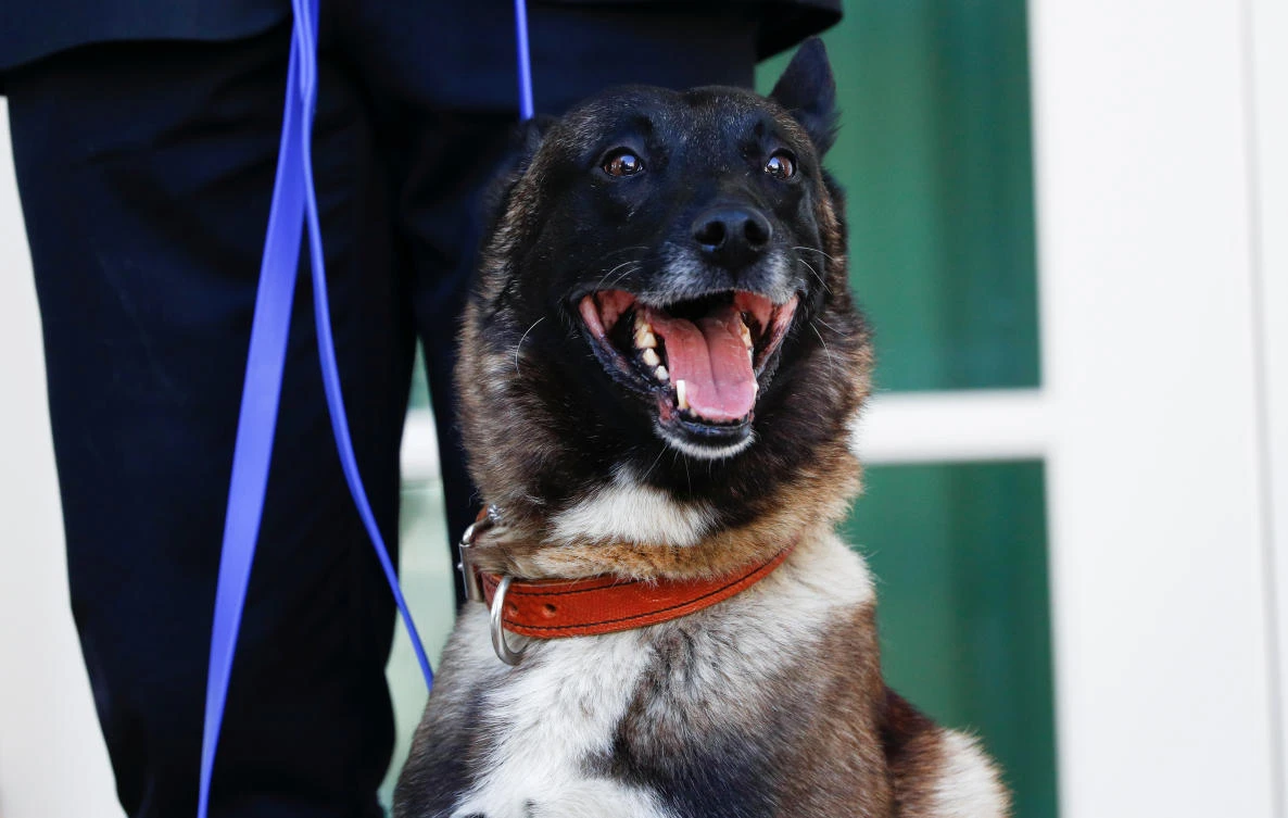 Conan, the U.S. military dog that participated in and was injured in the U.S. raid in Syria that killed Daesh leader Abu Bakr al-Baghdadi, stand on the colonnade of the West Wing of the White House for a photo opportunity with President Donald Trump in Washington, U.S. November 25, 2019. (Reuters)