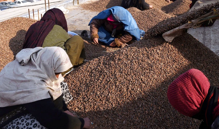 China inks deal for $2bn pine nuts from Kabul