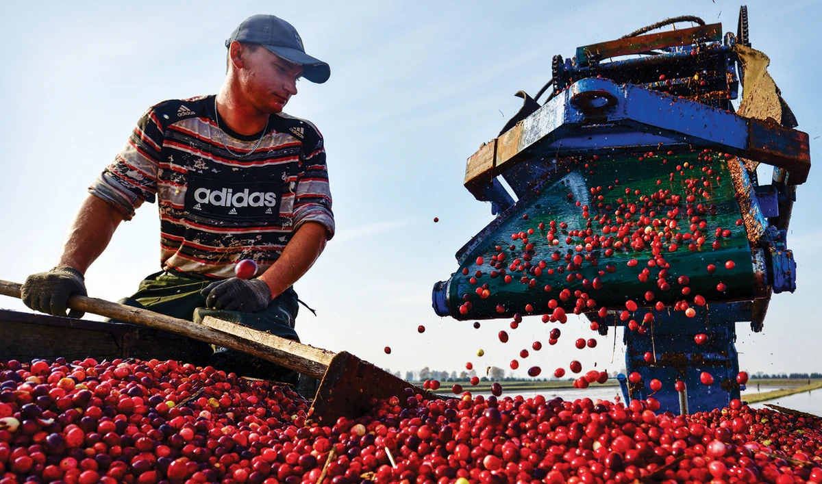 US cranberry farmers turn to solar power