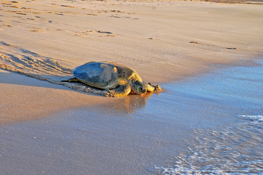 Visit the Ras Al-Jinz Turtle Reserve