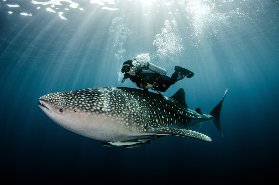 Swim with whale sharks