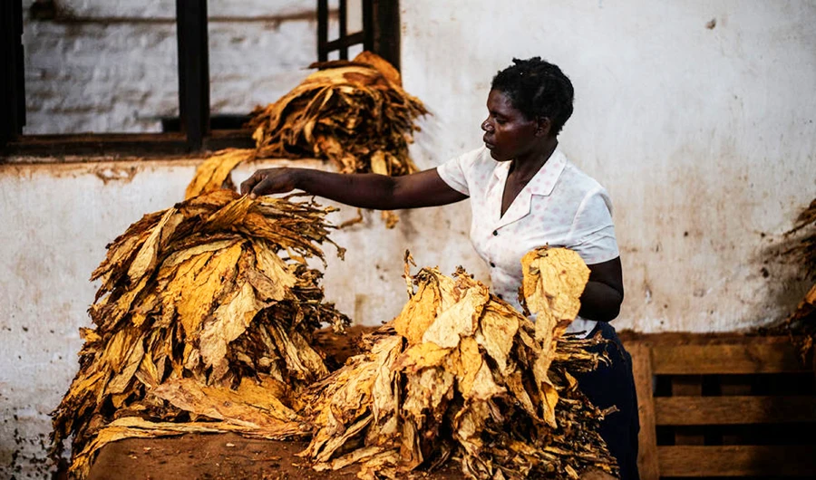 Malawi tobacco pressured as US butts in over labor abuses