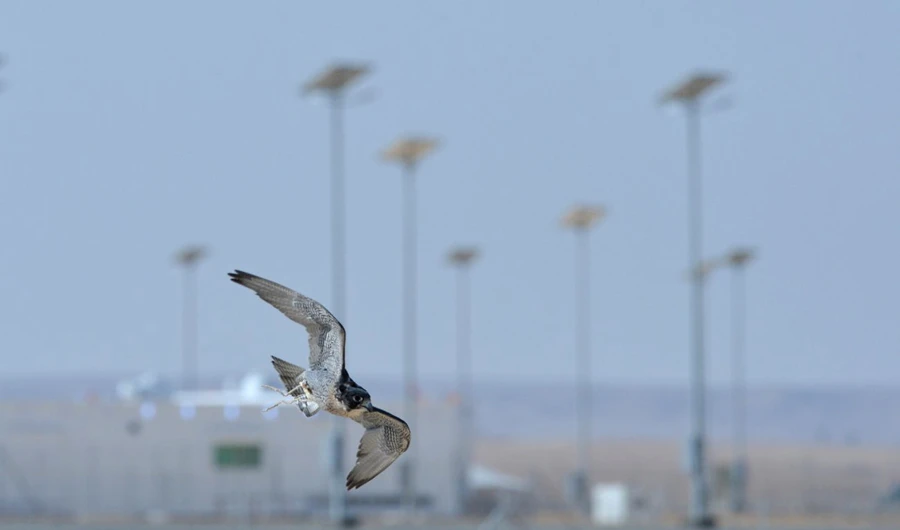 The King Abdulaziz Falconry Festival began last Sunday, and will continue until Dec. 16. (SPA)