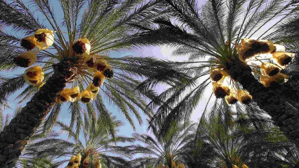 Date palm, Arab region symbol of prosperity, listed by UNESCO