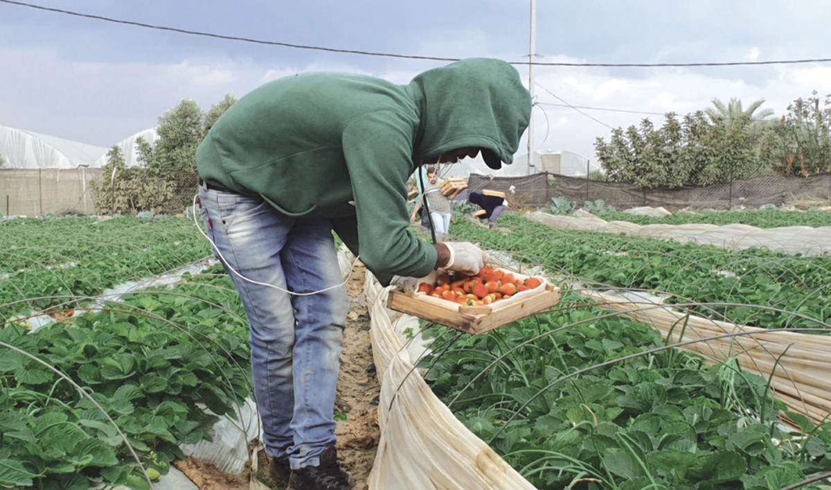 A farmer picking strawberries on his farm in Beit Lahia, Gaza. (Photo/Supplied)