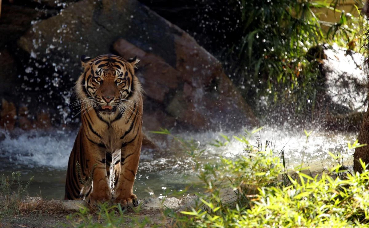 Sumatran tiger kills farmer in Indonesia