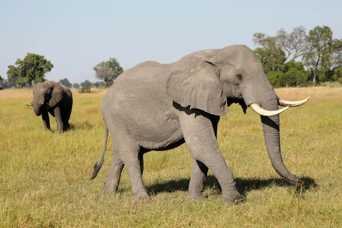 A pair of male elephants is seen in the Okavango Delta, Botswana, April 25, 2018. Picture taken April 25, 2018. (Reuters)