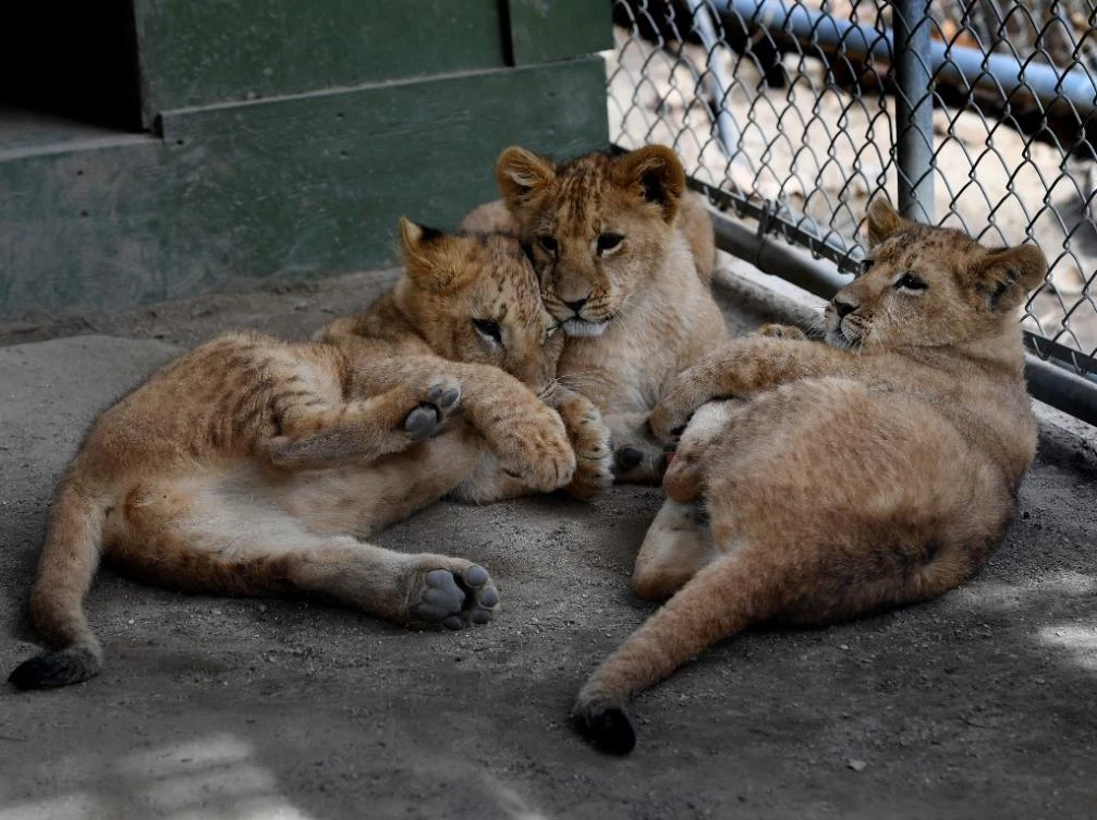 Indonesia nabs 2 suspected smugglers of leopard, lion cubs
