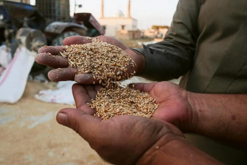 Men display wheat in Ras al-Ain, Syria September 16, 2016. (Reuters)